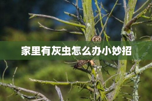 家里有灰虫怎么办小妙招