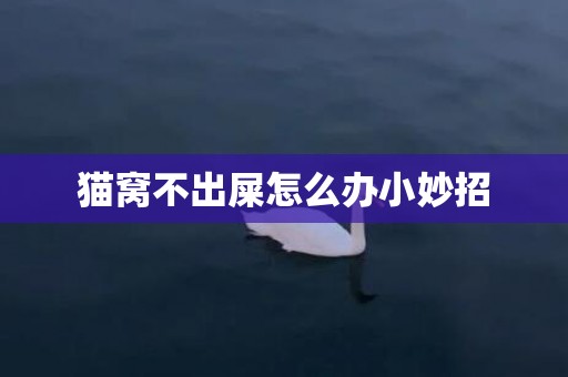 猫窝不出屎怎么办小妙招