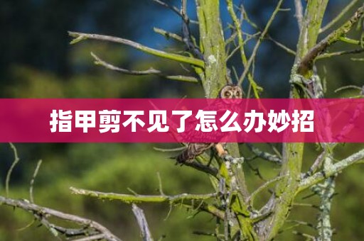 指甲剪不见了怎么办妙招