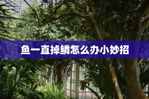 鱼一直掉鳞怎么办小妙招
