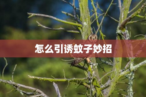 怎么引诱蚊子妙招