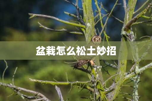 盆栽怎么松土妙招