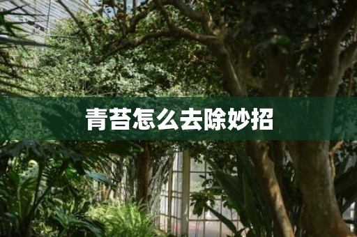 青苔怎么去除妙招