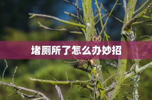 堵厕所了怎么办妙招