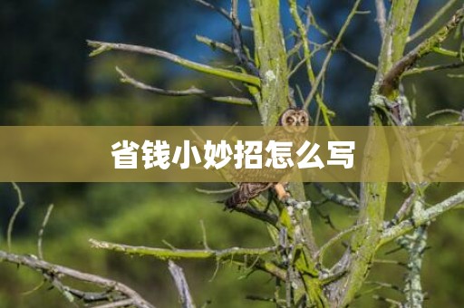 省钱小妙招怎么写