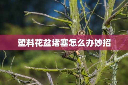塑料花盆堵塞怎么办妙招