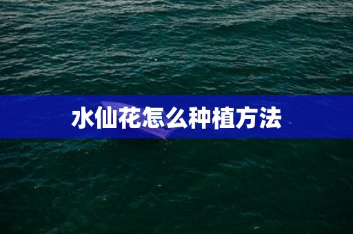 水仙花怎么种植方法
