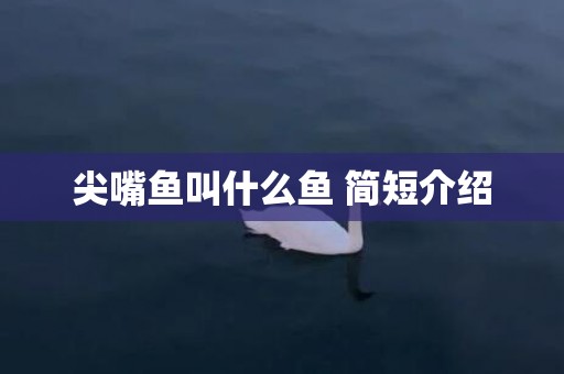 尖嘴鱼叫什么鱼 简短介绍