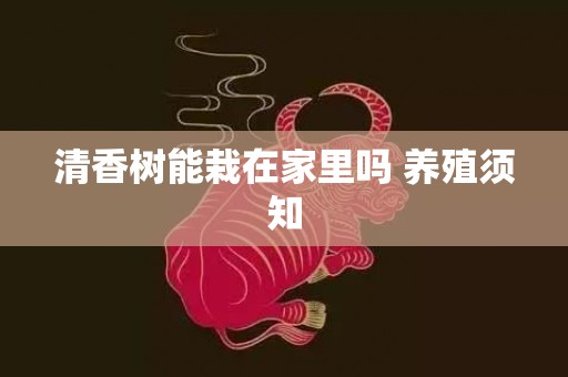 清香树能栽在家里吗 养殖须知