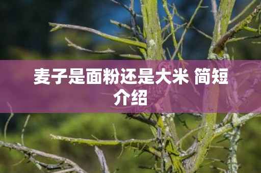麦子是面粉还是大米 简短介绍
