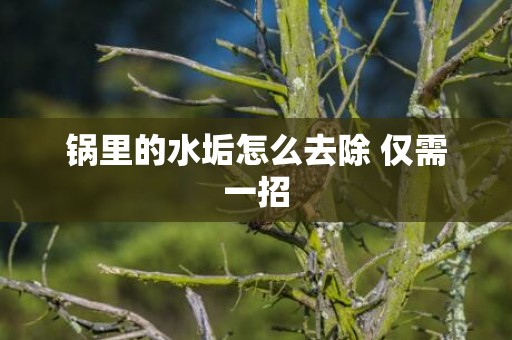锅里的水垢怎么去除 仅需一招
