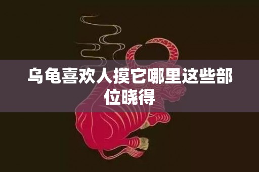 乌龟喜欢人摸它哪里这些部位晓得