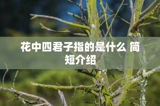 花中四君子指的是什么 简短介绍