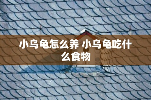 小乌龟怎么养 小乌龟吃什么食物