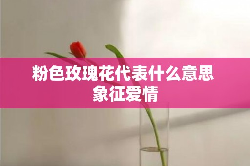 粉色玫瑰花代表什么意思 象征爱情