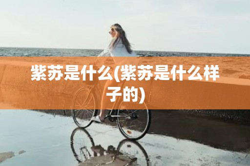 紫苏是什么(紫苏是什么样子的)