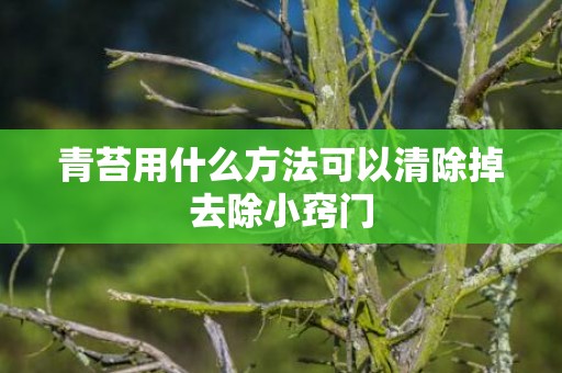 青苔用什么方法可以清除掉去除小窍门