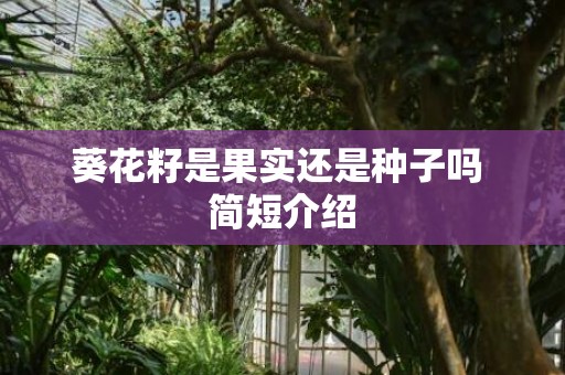 葵花籽是果实还是种子吗 简短介绍