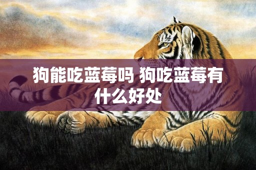 狗能吃蓝莓吗 狗吃蓝莓有什么好处