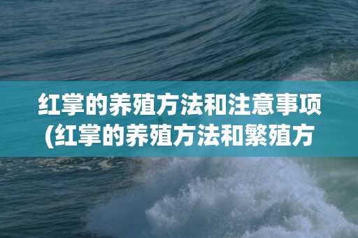红掌的养殖方法和注意事项(红掌的养殖方法和繁殖方法)