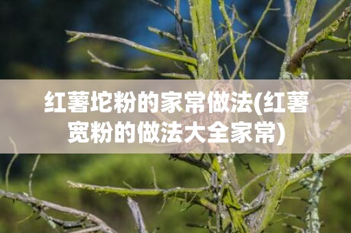 红薯坨粉的家常做法(红薯宽粉的做法大全家常)