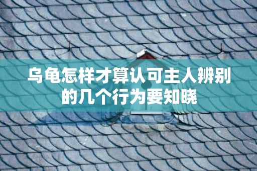 乌龟怎样才算认可主人辨别的几个行为要知晓