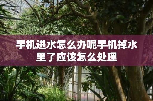 手机进水怎么办呢手机掉水里了应该怎么处理