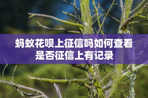 蚂蚁花呗上征信吗如何查看是否征信上有记录