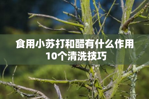 食用小苏打和醋有什么作用 10个清洗技巧