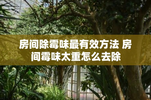 房间除霉味最有效方法 房间霉味太重怎么去除