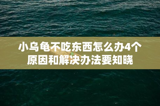 小乌龟不吃东西怎么办4个原因和解决办法要知晓
