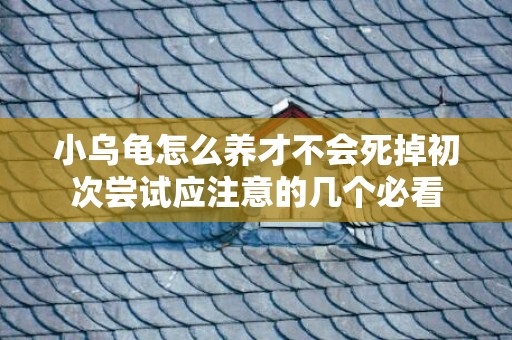 小乌龟怎么养才不会死掉初次尝试应注意的几个必看