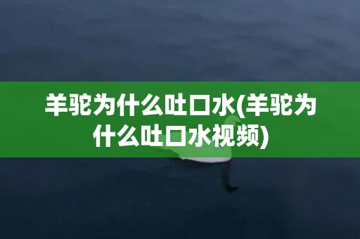 羊驼为什么吐口水(羊驼为什么吐口水视频)