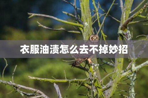衣服油渍怎么去不掉妙招