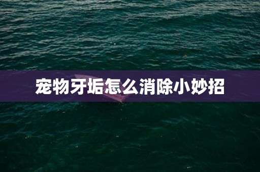 宠物牙垢怎么消除小妙招