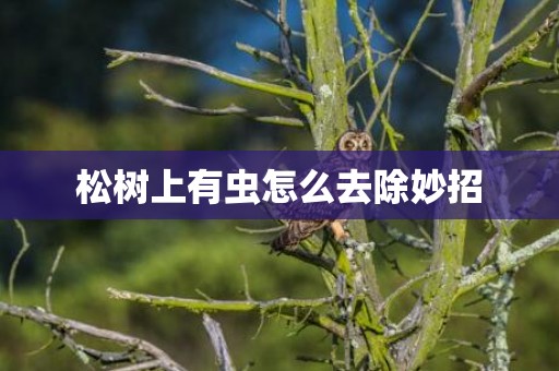 松树上有虫怎么去除妙招