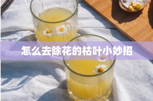 怎么去除花的枯叶小妙招