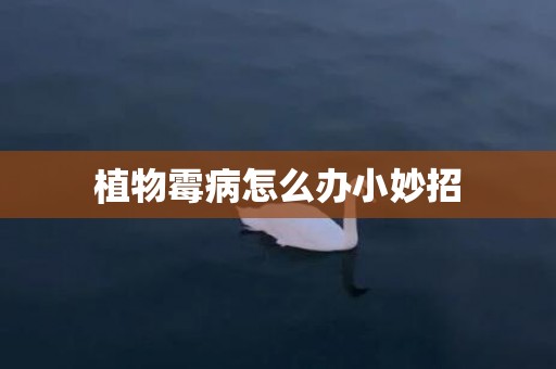 植物霉病怎么办小妙招
