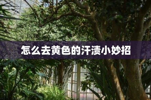 怎么去黄色的汗渍小妙招