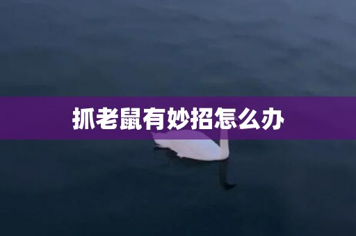 抓老鼠有妙招怎么办