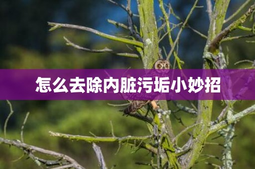 怎么去除内脏污垢小妙招