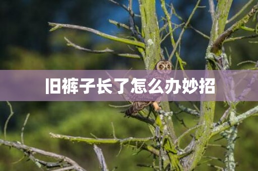 旧裤子长了怎么办妙招