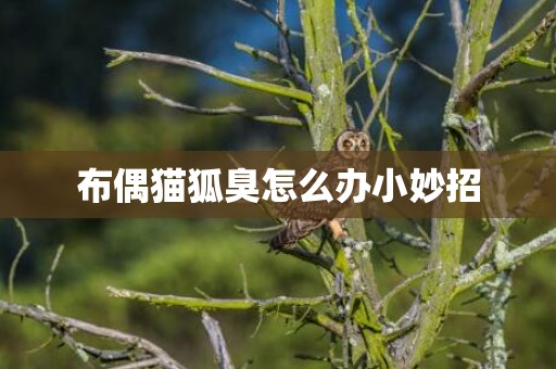 布偶猫狐臭怎么办小妙招