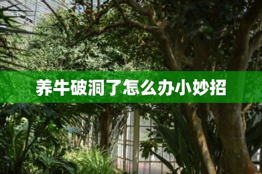 养牛破洞了怎么办小妙招