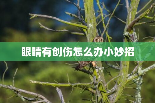 眼睛有创伤怎么办小妙招