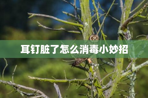 耳钉脏了怎么消毒小妙招