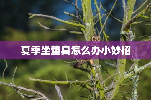 夏季坐垫臭怎么办小妙招