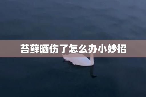 苔藓晒伤了怎么办小妙招