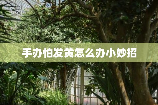 手办怕发黄怎么办小妙招