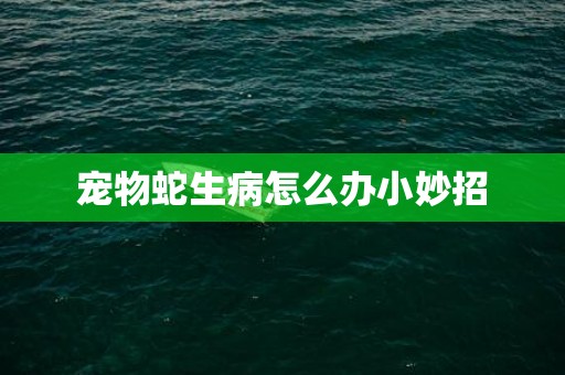 宠物蛇生病怎么办小妙招